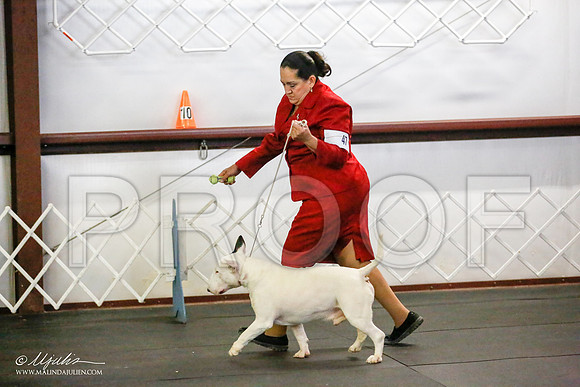 _JJ_1405-BullTerrierAzilApr2016-HR3