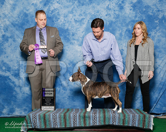 _R1_9349-2-BullTerrierAzilApr2016-HR3