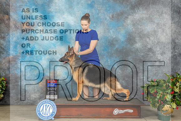 German Shepherd Dog #22 Thurs WBBOWBOS Judge Dr Michael Woods rMJP_7786_SA2023_HR3