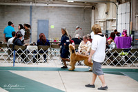 Afghan Hound Sat S1 Ring