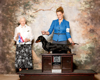 Dachshund Smooth #23 Sun Maj BOS Susan Yates Judge Paula Hartinger