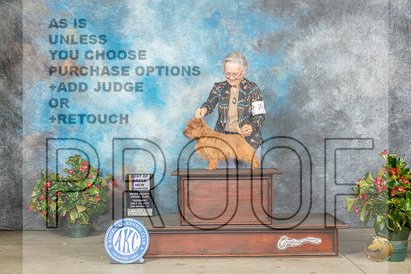 Norfolk Terrier #7 Thur BOBCh Judge Nikke RiggsbeeMJP_7046_SA2023_HR3