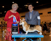 Pembroke Welsh Corgi #25 Sun BOW WU Albert Julia Wu Robin K Jones Judge Mrs Joan M Zielinski