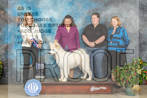 Samoyed #9 Fri WDBOW Judge Lee WhittierMJP_8457_SA2023_HR3