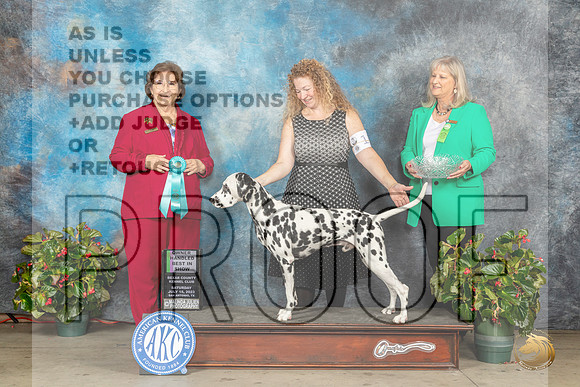 Dalmatian #11 Sat OHBIS Judge Nikki RiggsbeeMJP_9530_SA2023_HR3
