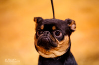 Brussels Griffon Fri Ring Marshall Dec 2013