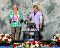 Miniature Schnauzer #6 Fri BOS Maj Darman Owen Laurie Judge Dr Steve Keating