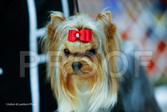 _JJ_8415-YorkieNatJul2016-HR