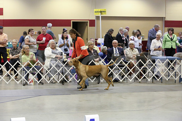HoundGrp-3856-Amrllo13-HR