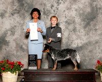 Australian Cattle Dog #8 Sat OH G4 Tibbets Caden Judge linda Clark