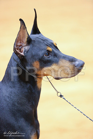 dobe-5249-IABCAFWSPT13-HR