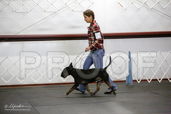_JJ_2664-BullTerrierAzilApr2016-HR3