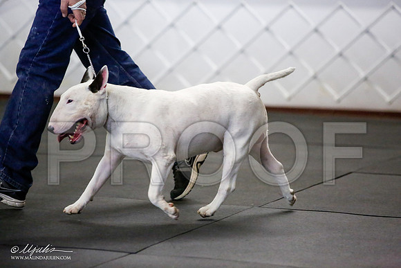 _JJ_3276-BullTerrierAzilApr2016-HR3