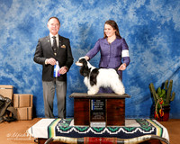 Cocker Spaniel Parti #10 Sun BOW Maj +A1