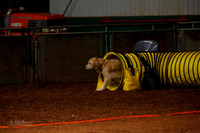 Fast Novice 16" Mon WF GRCA Oct 2013