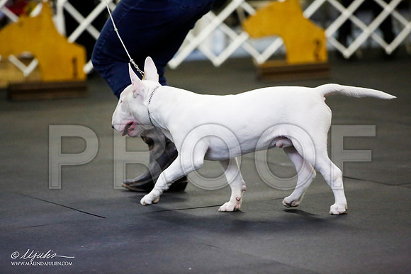 _JJ_2331-BullTerrierAzilApr2016-HR3