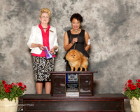 Pomeranian #7 Sun Maj BOW Kachler Mary Agent Aslynn Rose Judge Nancy Smith Hafner