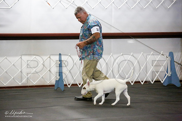 _JJ_2393-BullTerrierAzilApr2016-HR3