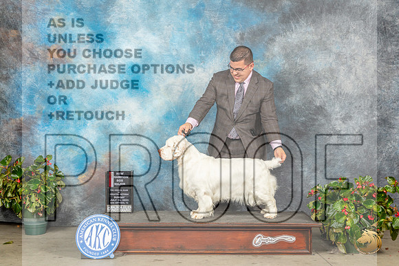 Clumber Spaniel #6 Sun BOSMCH Judge Nikki RiggsbeeMJP_0256_SA2023_HR3
