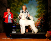 Poodle Standard #5 Sat BOW Talkington Sue and Elizabeth Brown Agent Elizabeth Brown Judge Cindy Meyer