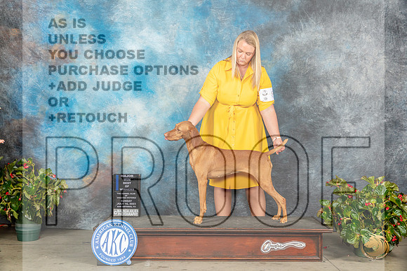 Vizsla #8 Sun BOWM Judge Dr Michael WoodsMJP_9581_SA2023_HR3