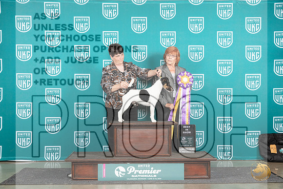 Smooth Fox Terrier # Judge Sharonn Griffin__JP_1929_Premier_2024_HR3