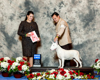 Bull Terrier white #12 Thurs Puppy G1 Rojas Juan Carlos Infants