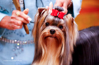 12-15 Dog Sweeps Thurs Ring
