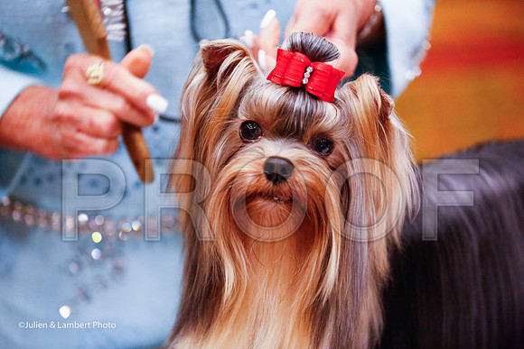 _JJ_6892-YorkieNatJul2016-HR