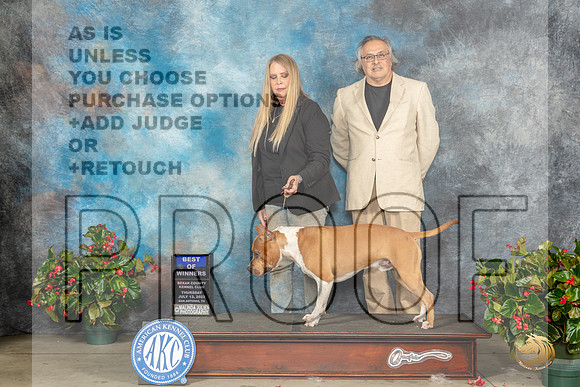 American Staffordshire Terrier #11 Thur BOW Judge Nikki RiggsbeeMJP_7191_SA2023_HR3