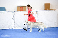 Junior Novice Sat Ring
