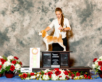 Beagle 13 #J617 Sun Best Jr Lefever Chanel and Laura Brigette