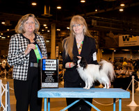 Papillon #33 Sat First Place BBE Bluhm Janis & Gail Howard Judge Mrs Sari Brewster Tietjen