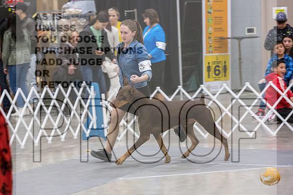 Doberman Pinscher #7 Fri RingsJJL_8773_Mdlnd2022_HR3