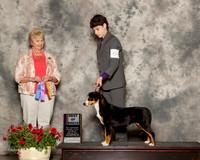 Entlebucher Mountain Dog #6 Sat BOB Wallace Anna Agent Kari Smith Judge Karen Hynek