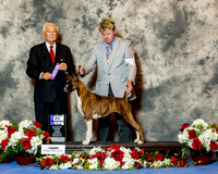 Boxer #74 Sat Maj WB Anderson Ann and Steve and Camille Swartz Stevens Agent Rick Justice Judge Norman Patton