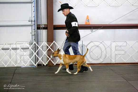 _JJ_2208-BullTerrierAzilApr2016-HR3
