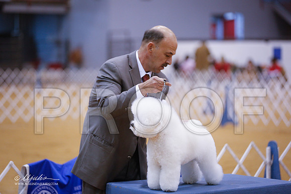 Bichon-4207-GRJan14-HR