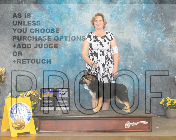Icelandic Sheepdog #5 Fri BOBWD Judge Cathy Daugherty-MMJ_9553-NWARK2022-HR3