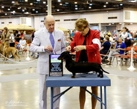 Dachshund Smooth #18 Sat BOB Lutosky Sharon Judge Dr G Morgan Jones Agent Lorene E Hogan + A1