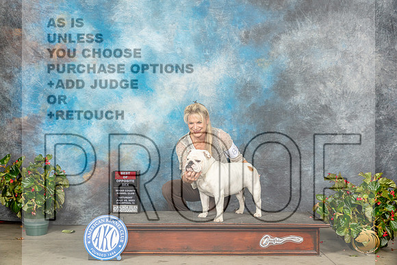 Bulldog #8 Sun BOS Judge Helene NietschMJP_9664_SA2023_HR3