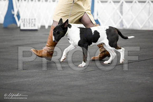 _JJ_2914-BullTerrierAzilApr2016-HR3