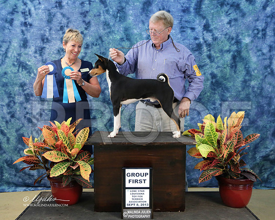 Basenji-6618