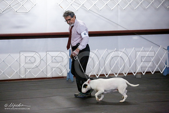_JJ_3528-BullTerrierAzilApr2016-HR3