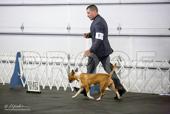 _JJ_3995-BullTerrierAzilApr2016-HR3