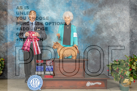Norwich Terrier #6 Fri BOSOHBOB Judge Jay RichardsonMJP_7777_SA2023_HR3