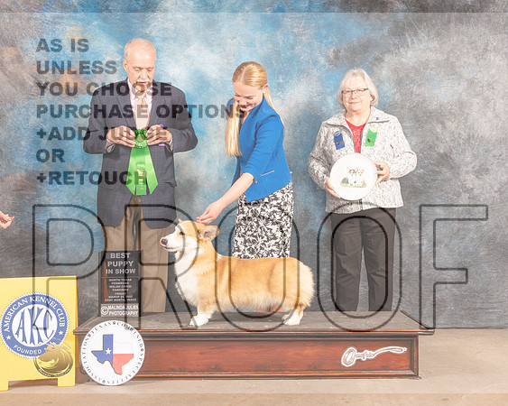 Pembroke Welsh Corgi #11 Fri BPup Judge David Guempel-MMJ_7661-FW2022-HR3
