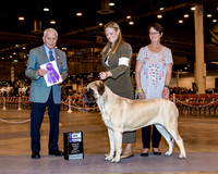Mastiff #14 Fri WB Maj Hunt Sarah M Judge Mr Robert Stein
