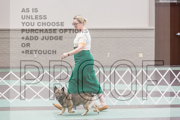 Swedish Vallhund Sat Rings_JJL_9443_UKCLNGVIEWOCT2024_2024_HR3