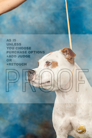 Staffy Bull SunMJP_9690_SA2023_HR3